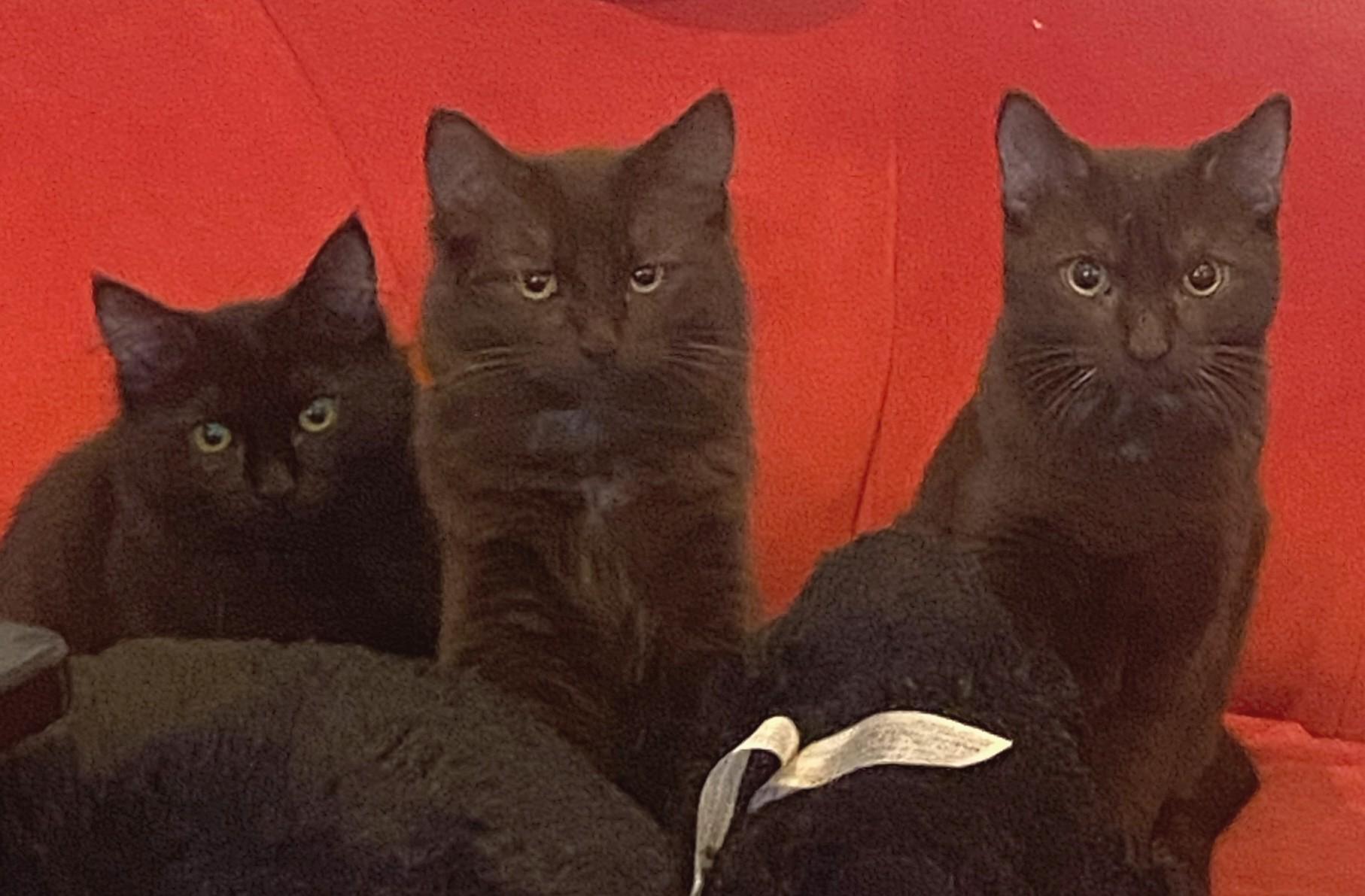 Enlarge Ashley, Bridget, and Panther, a Adoptable mixed breed in Melrose, MA image 2/5