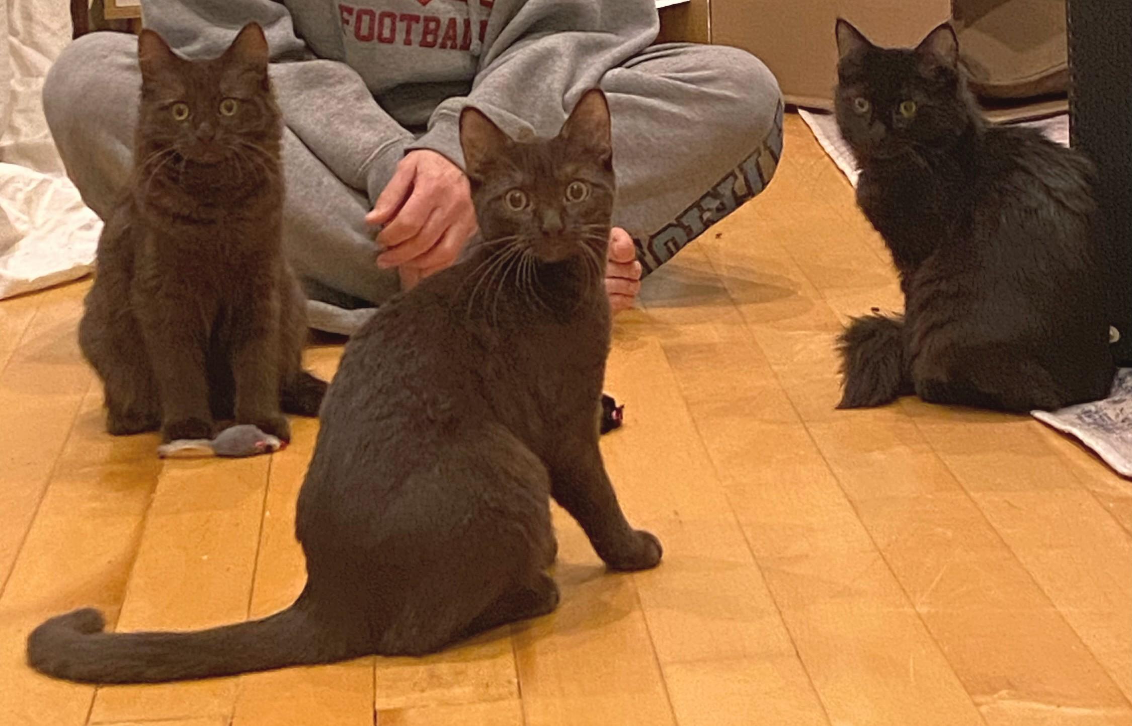 Enlarge Ashley, Bridget, and Panther, a Adoptable mixed breed in Melrose, MA image 3/5