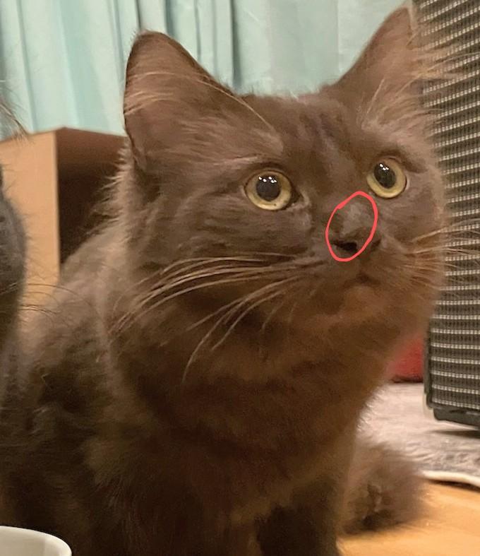 Enlarge Ashley, Bridget, and Panther, a Adoptable mixed breed in Melrose, MA image 5/5