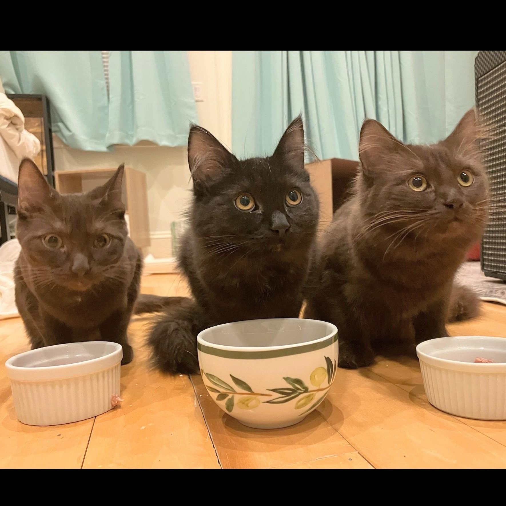 Ashley, Bridget, and Panther, Adoptable, Kitten Female Maine Coon & Domestic Medium Hair.