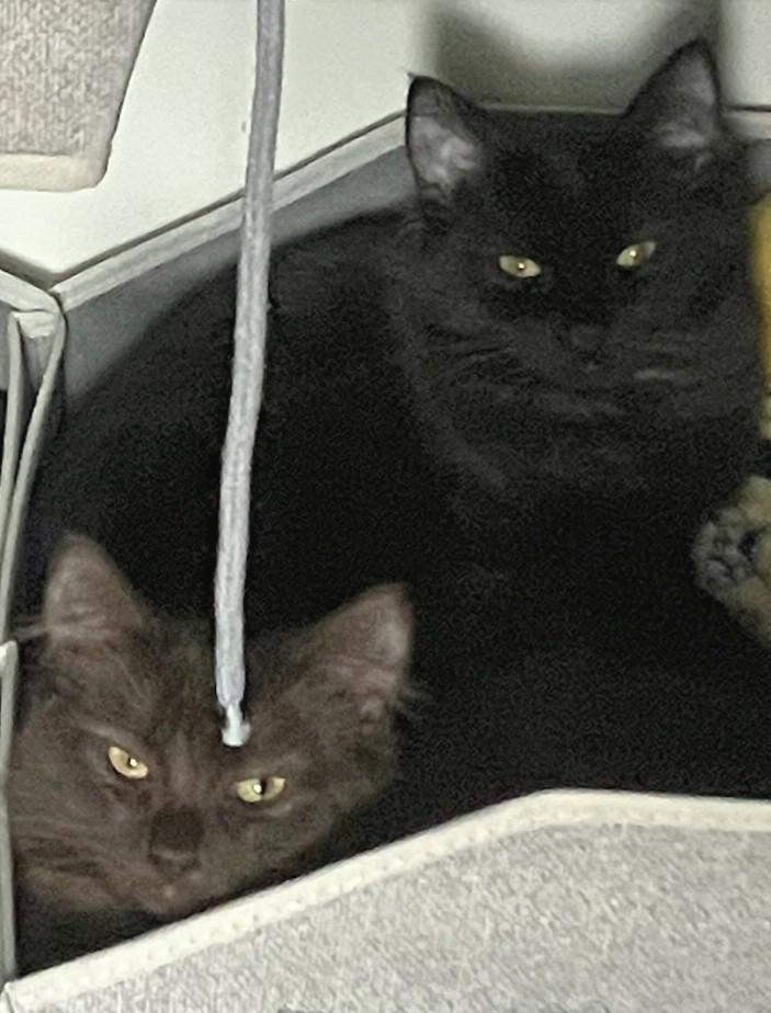 Enlarge Ashley, Bridget, and Panther, a Adoptable mixed breed in Melrose, MA image 4/5