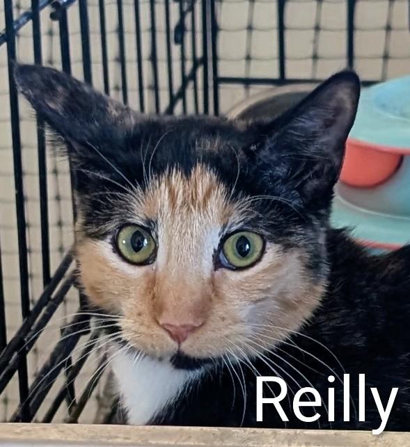 Reilly, Adoptable, Kitten Female Domestic Short Hair.