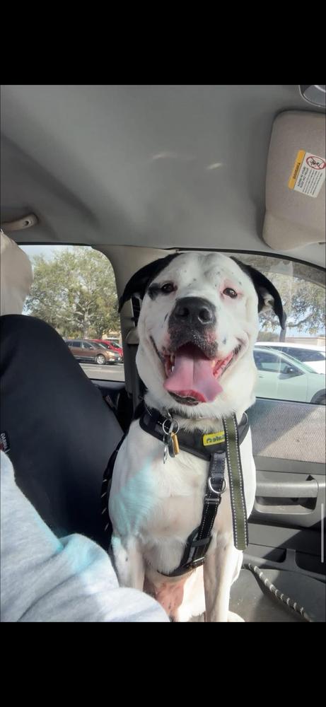 Enlarge Doc, a Adoptable mixed breed in Orlando, FL image 2/4