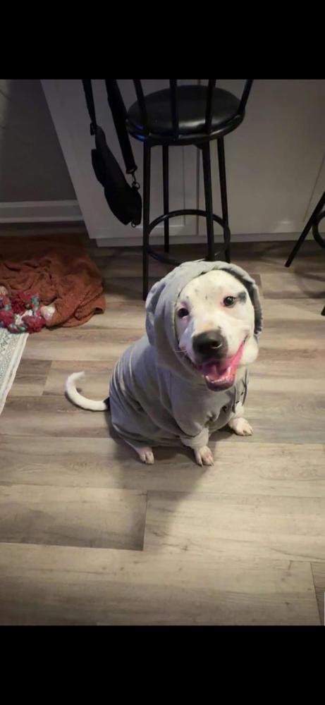 Enlarge Doc, a Adoptable mixed breed in Orlando, FL image 3/4