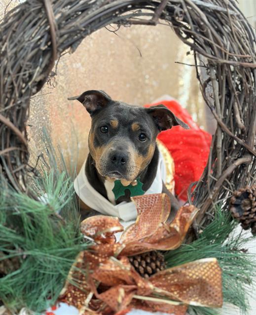 GRETEL, Adoptable, Young Female Pit Bull Terrier & Mixed Breed.