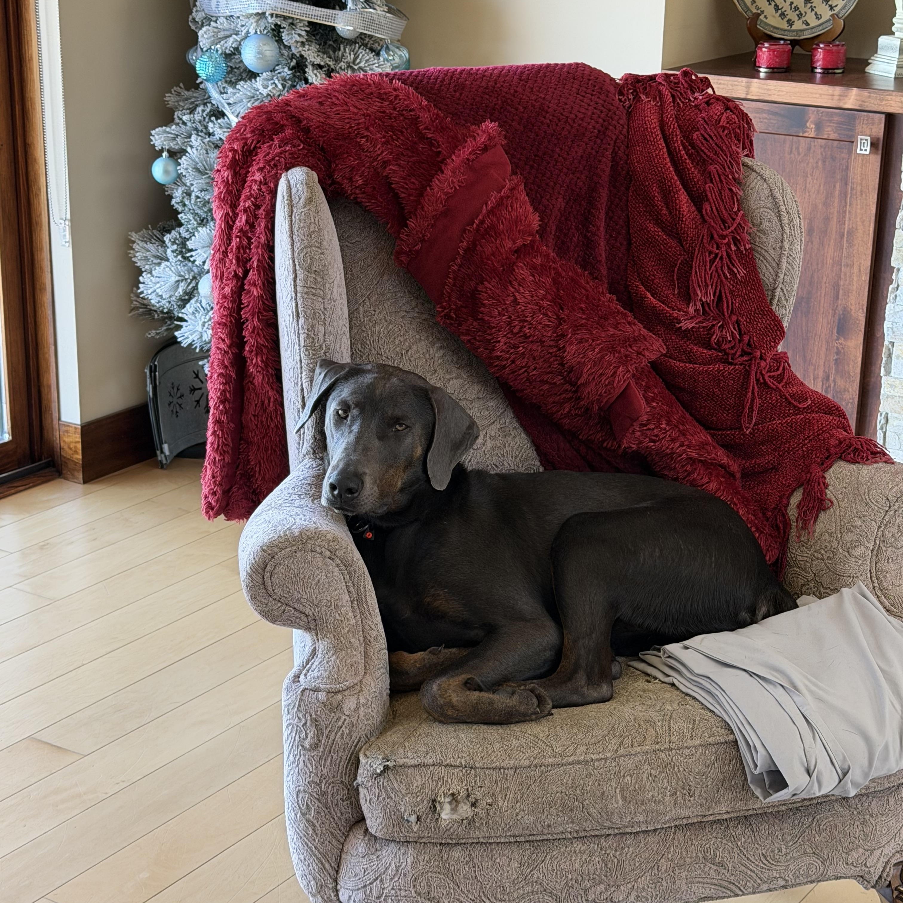 Sam 0125, a Adoptable mixed breed in Sonora, CA image 3/6