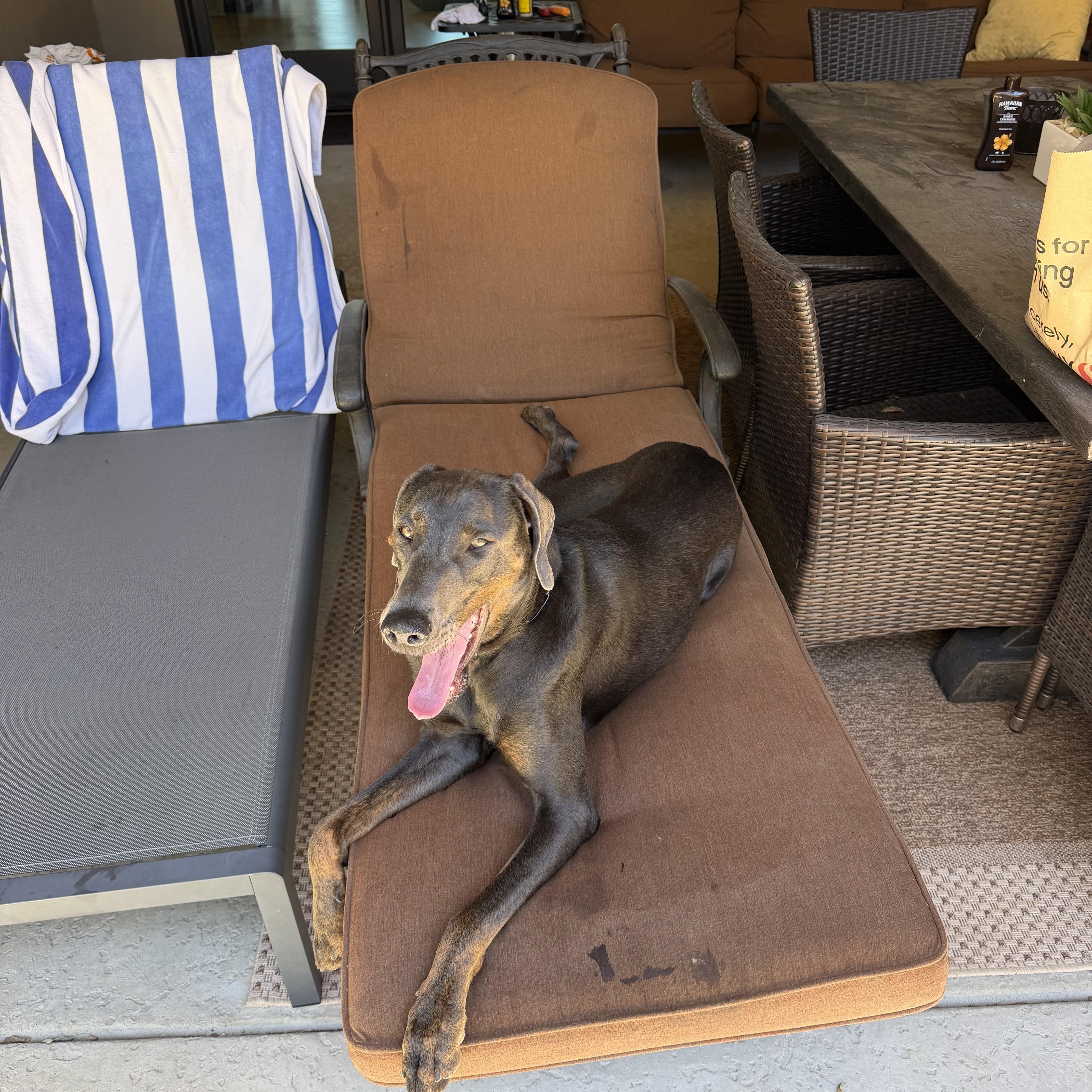 Sam 0125, a Adoptable mixed breed in Sonora, CA image 6/6