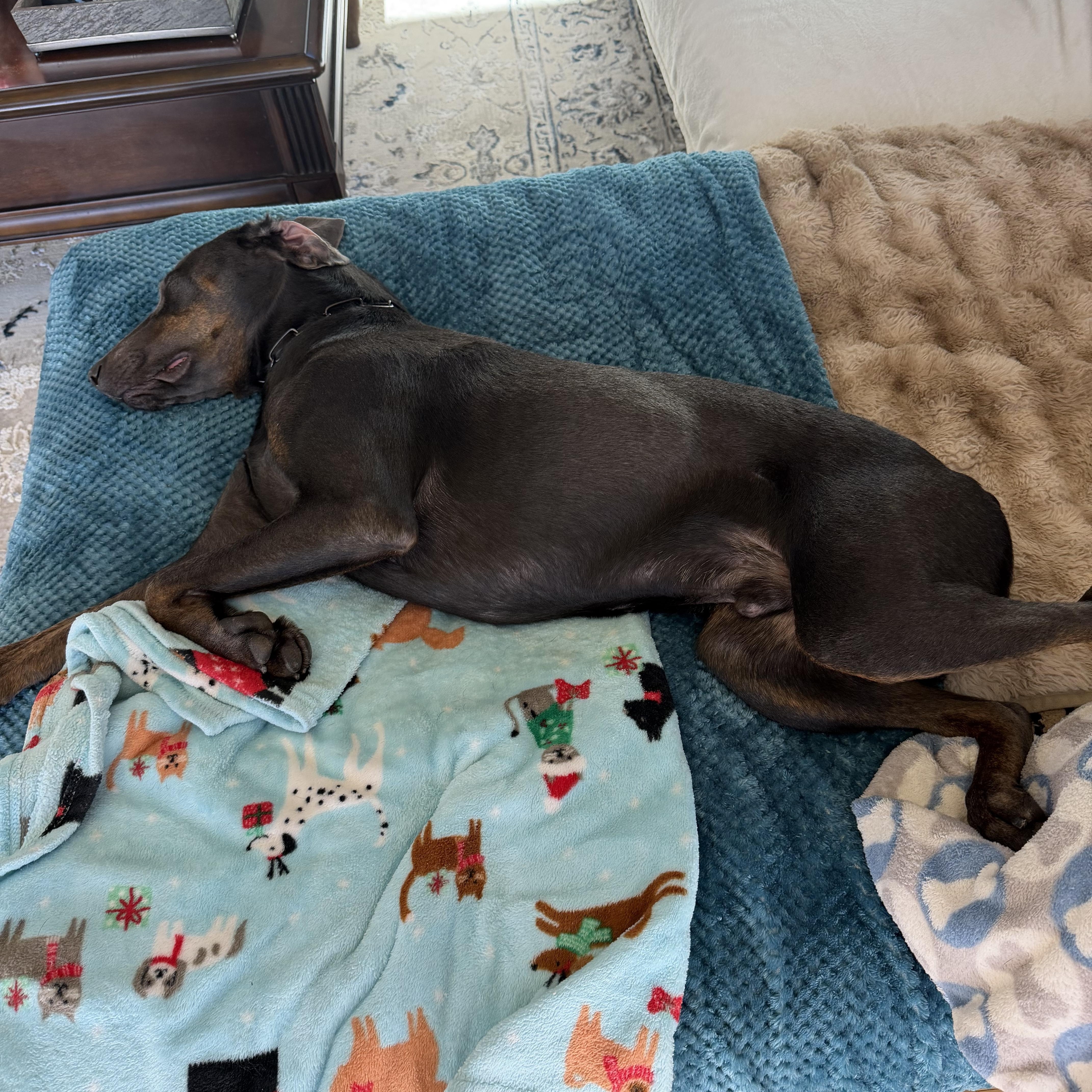 Sam 0125, a Adoptable mixed breed in Sonora, CA image 4/6