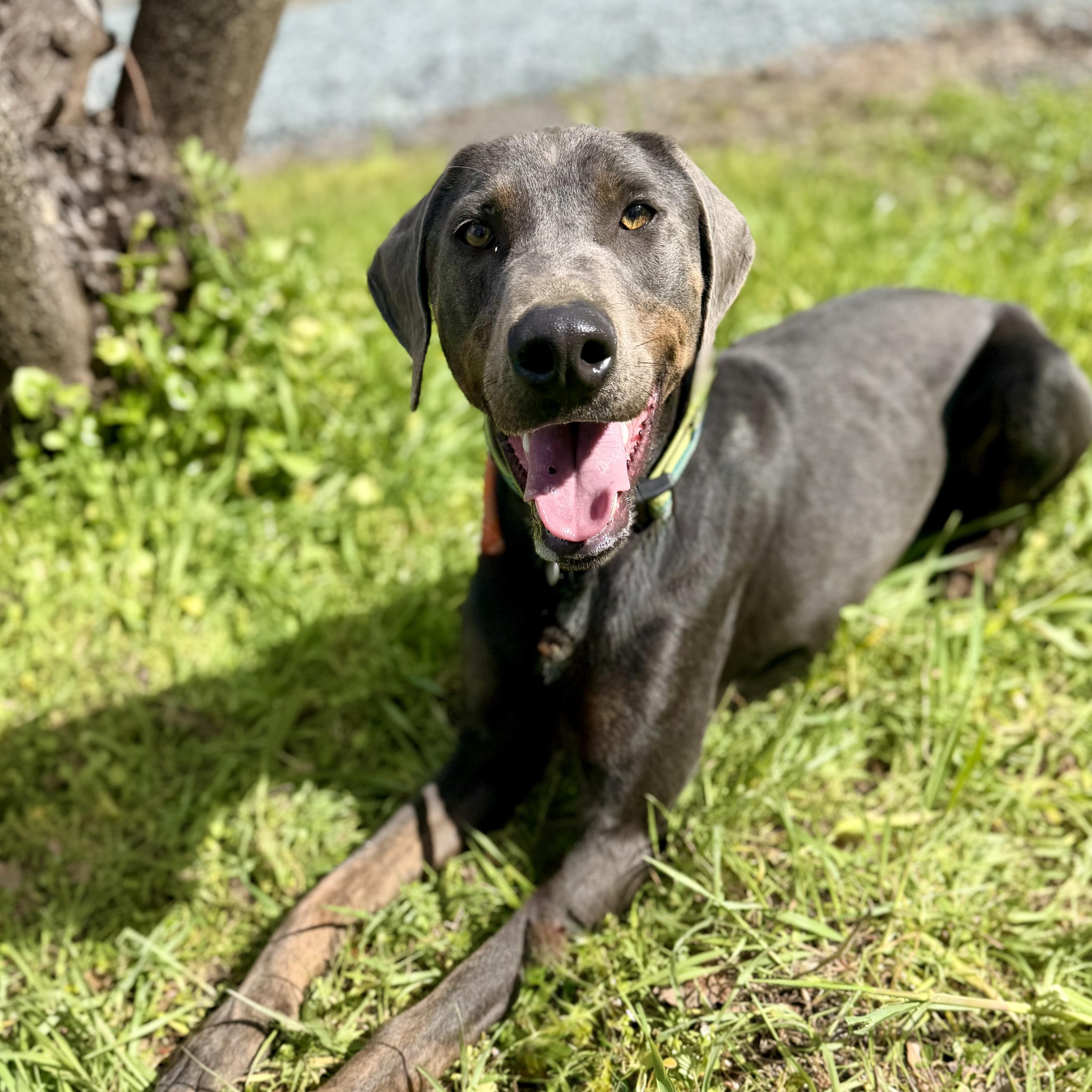 Sam 0125, a Adoptable mixed breed in Sonora, CA image 1/6
