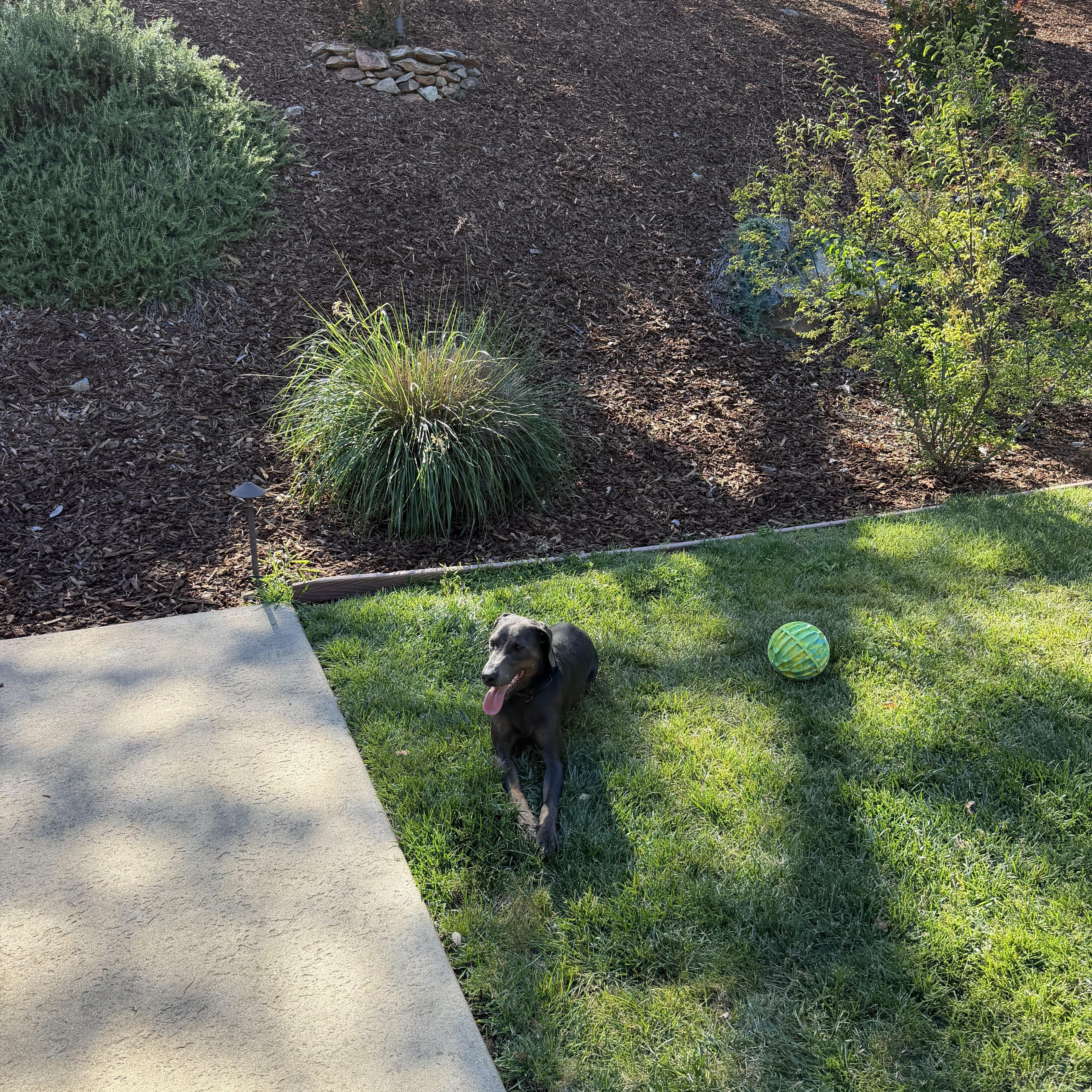 Sam 0125, a Adoptable mixed breed in Sonora, CA image 5/6