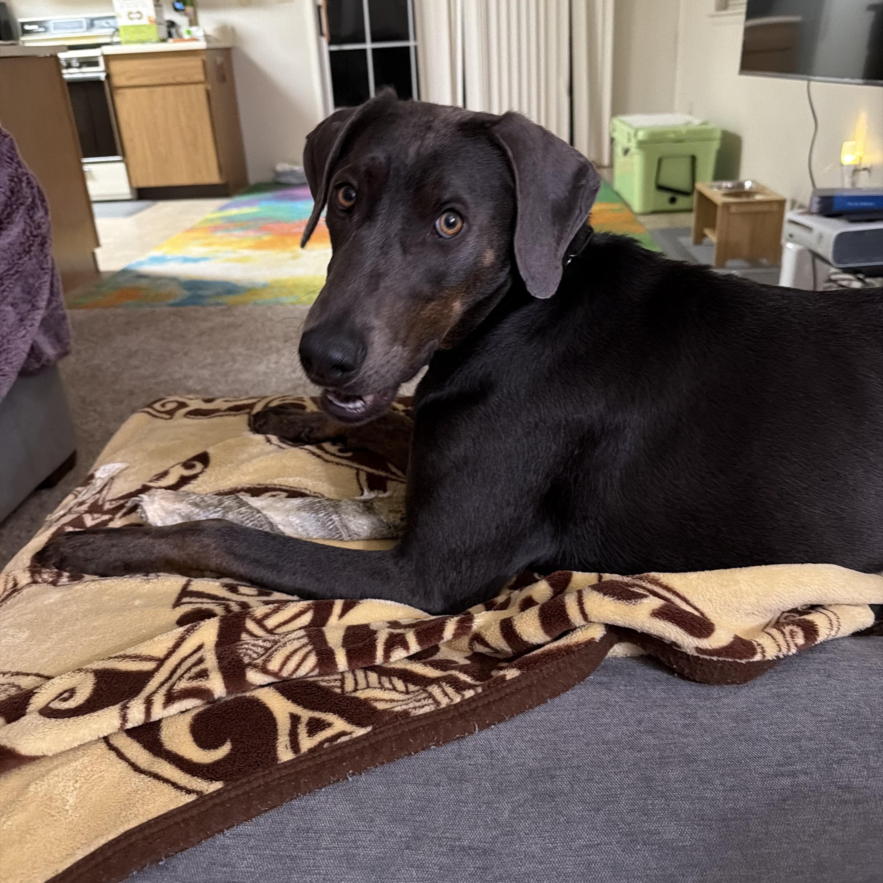 Sam 0125, a Adoptable mixed breed in Sonora, CA image 2/6