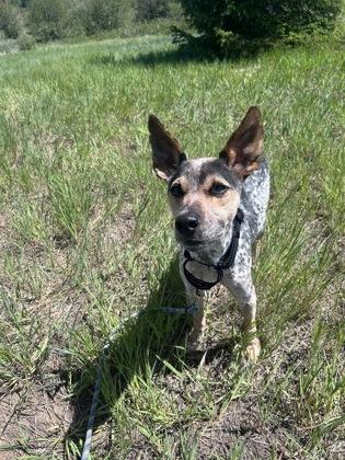 Enlarge Whiskey, a ADOPTABLE Australian Cattle Dog / Blue Heeler in Steamboat Springs, CO image 3/3