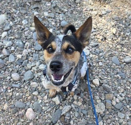 Whiskey, ADOPTABLE, Adult Male Australian Cattle Dog / Blue Heeler.