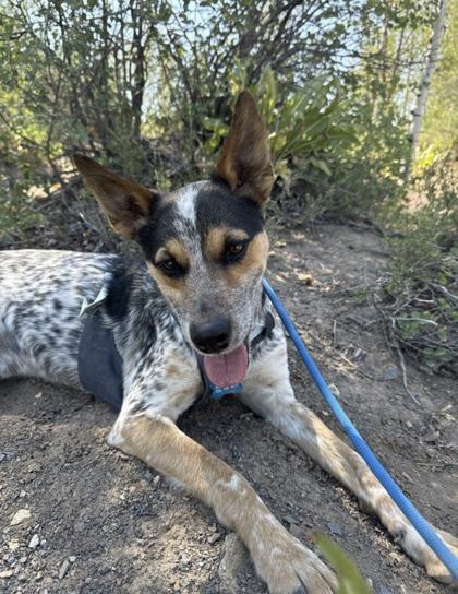 Enlarge Whiskey, a ADOPTABLE Australian Cattle Dog / Blue Heeler in Steamboat Springs, CO image 2/3