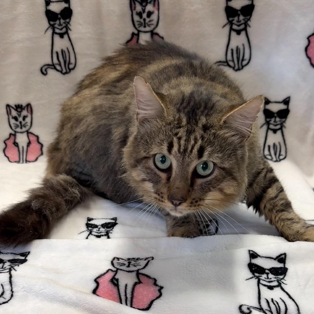 Clarence, Adoptable, Young Male Maine Coon.