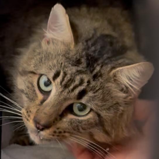 Clarence, a Adoptable mixed breed in Folsom, LA image 2/2