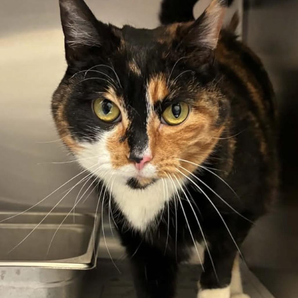 HoneyBun, Adoptable, Adult Female Domestic Short Hair.