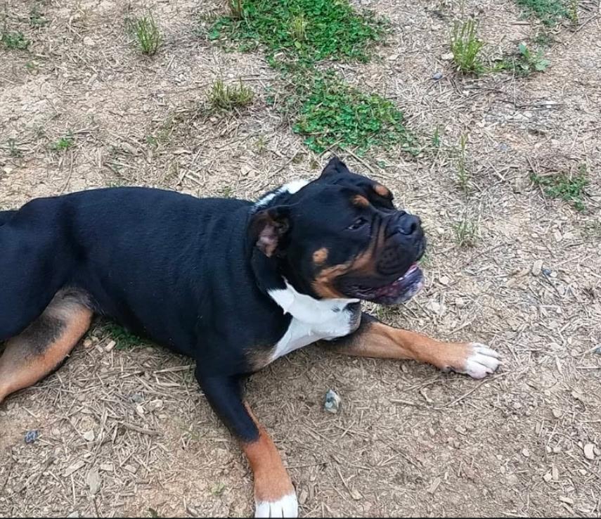 Rhea (Community Post), a ADOPTABLE English Bulldog in Floyd, VA image 1/3
