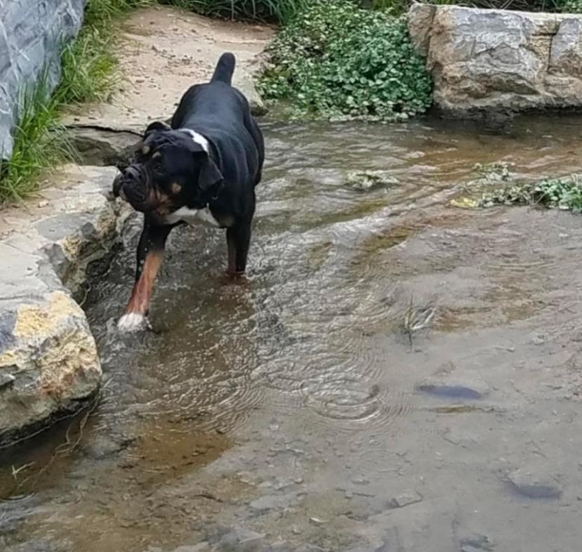 Rhea (Community Post), a ADOPTABLE English Bulldog in Floyd, VA image 2/3