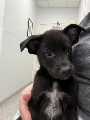 Moe, Adoptable, Puppy Male Mixed Breed & Mixed Breed.
