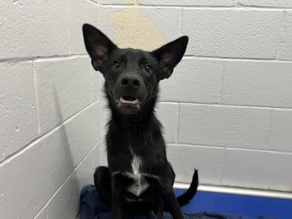 Enlarge Moe, a Adoptable mixed breed in Elmira, NY image 1/2