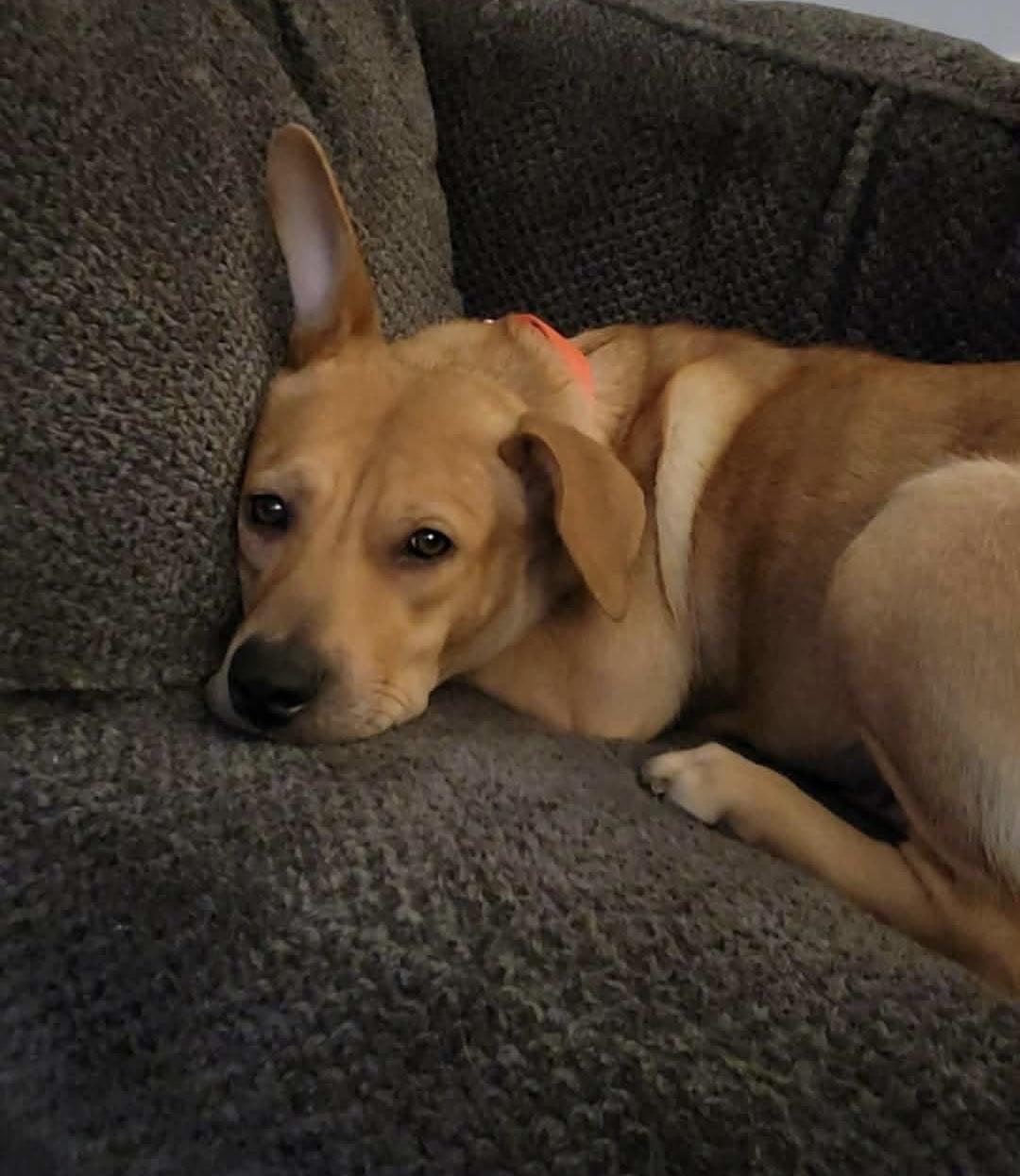 Enlarge Jolene, an adoptable mixed breed in China Township, MI image 3/6