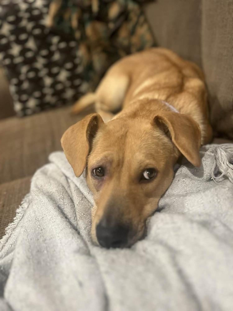 Jolene, a ADOPTABLE mixed breed in China Township, MI image 5/6