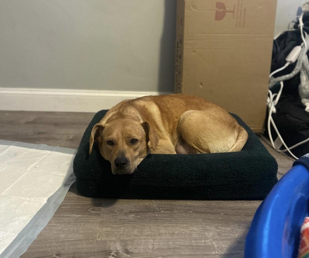 Jolene, a ADOPTABLE mixed breed in China Township, MI image 6/6