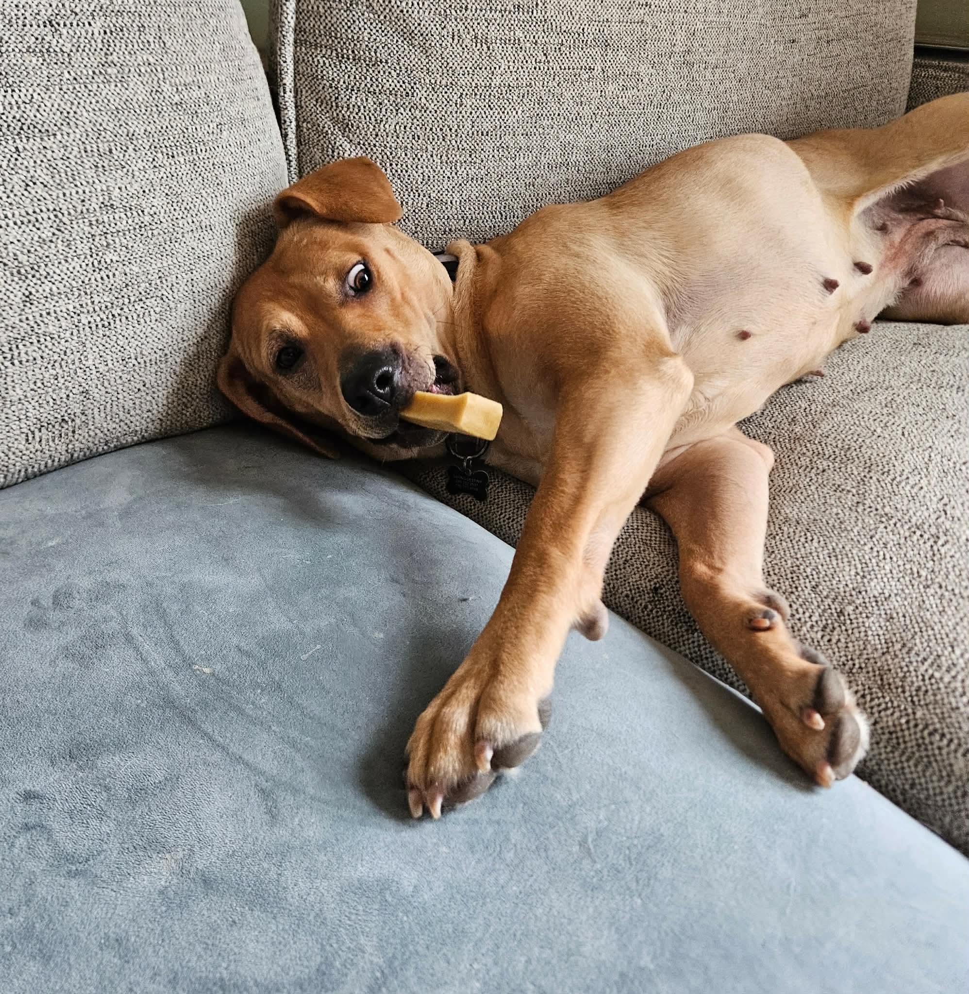 Enlarge Jolene, an adoptable mixed breed in China Township, MI image 4/6