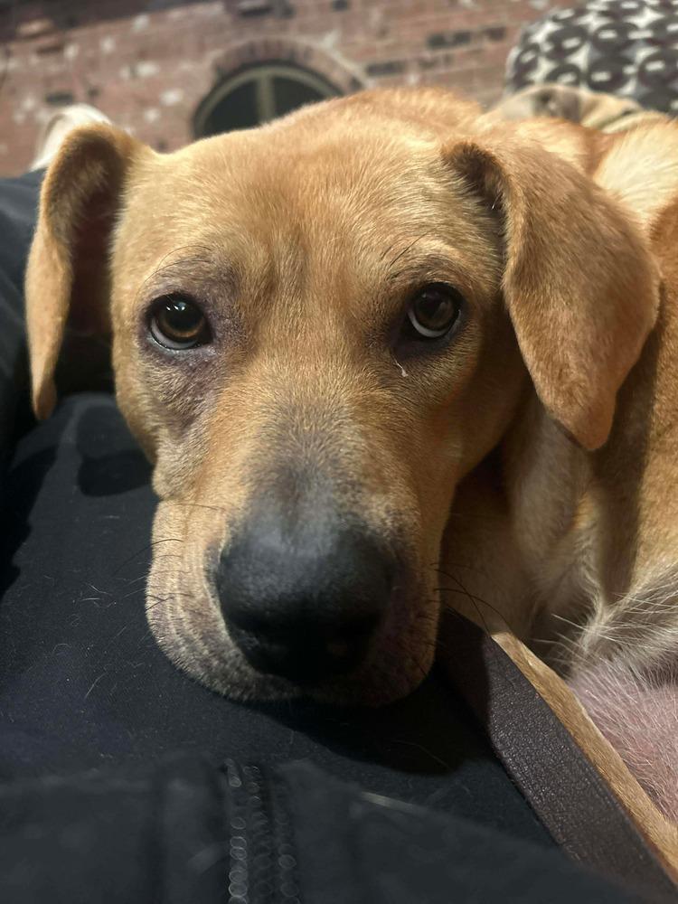 Jolene, ADOPTABLE, Young Female German Shepherd Dog.