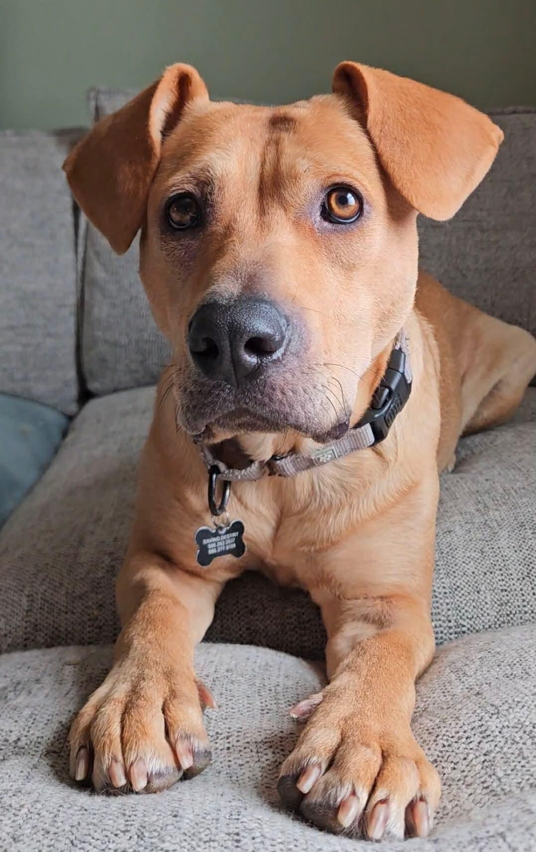 Jolene, adoptable, Young Female German Shepherd Dog.