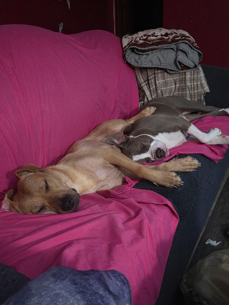 Jolene, a ADOPTABLE mixed breed in China Township, MI image 2/6