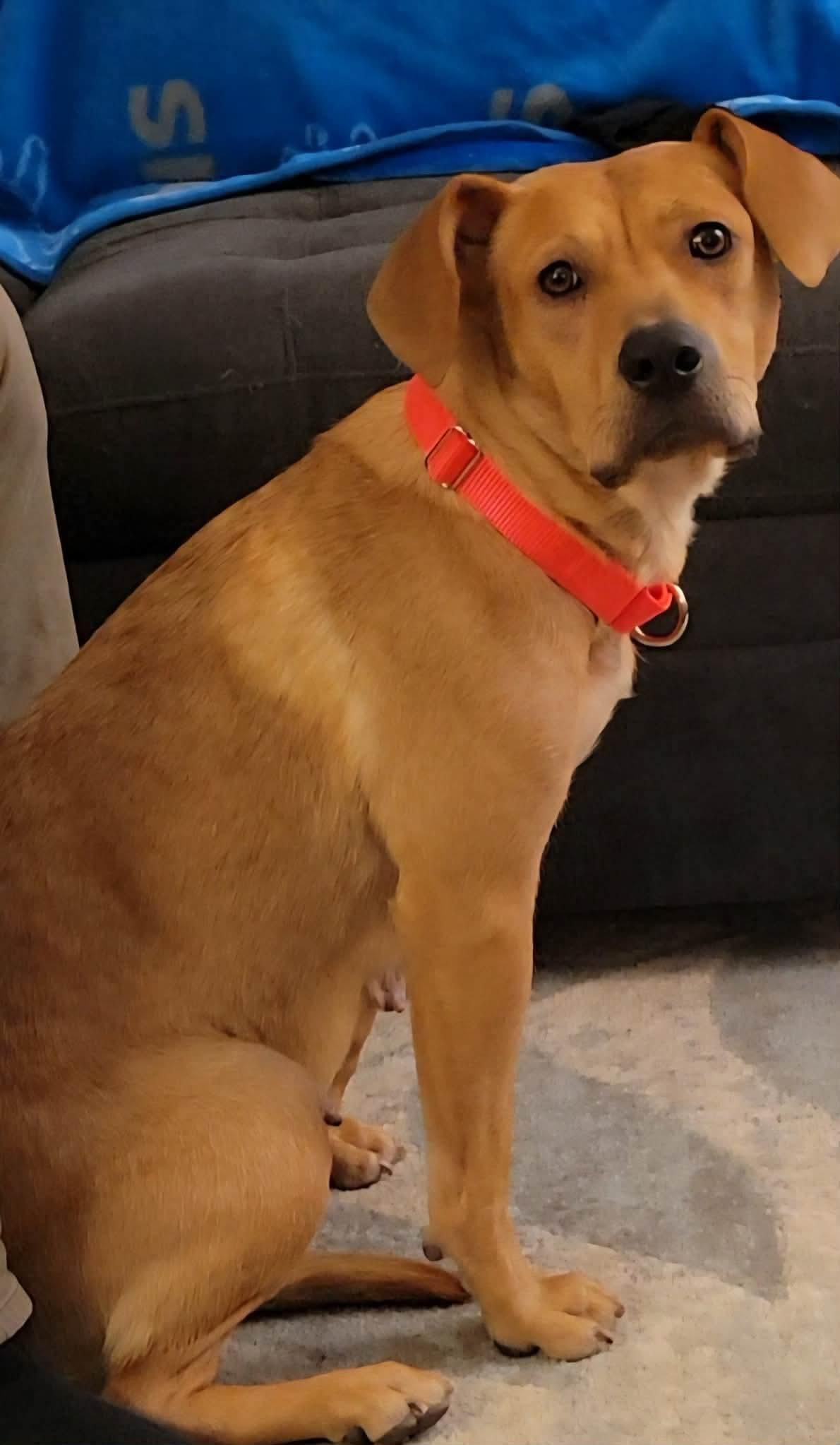 Jolene, ADOPTABLE, Young Female German Shepherd Dog.