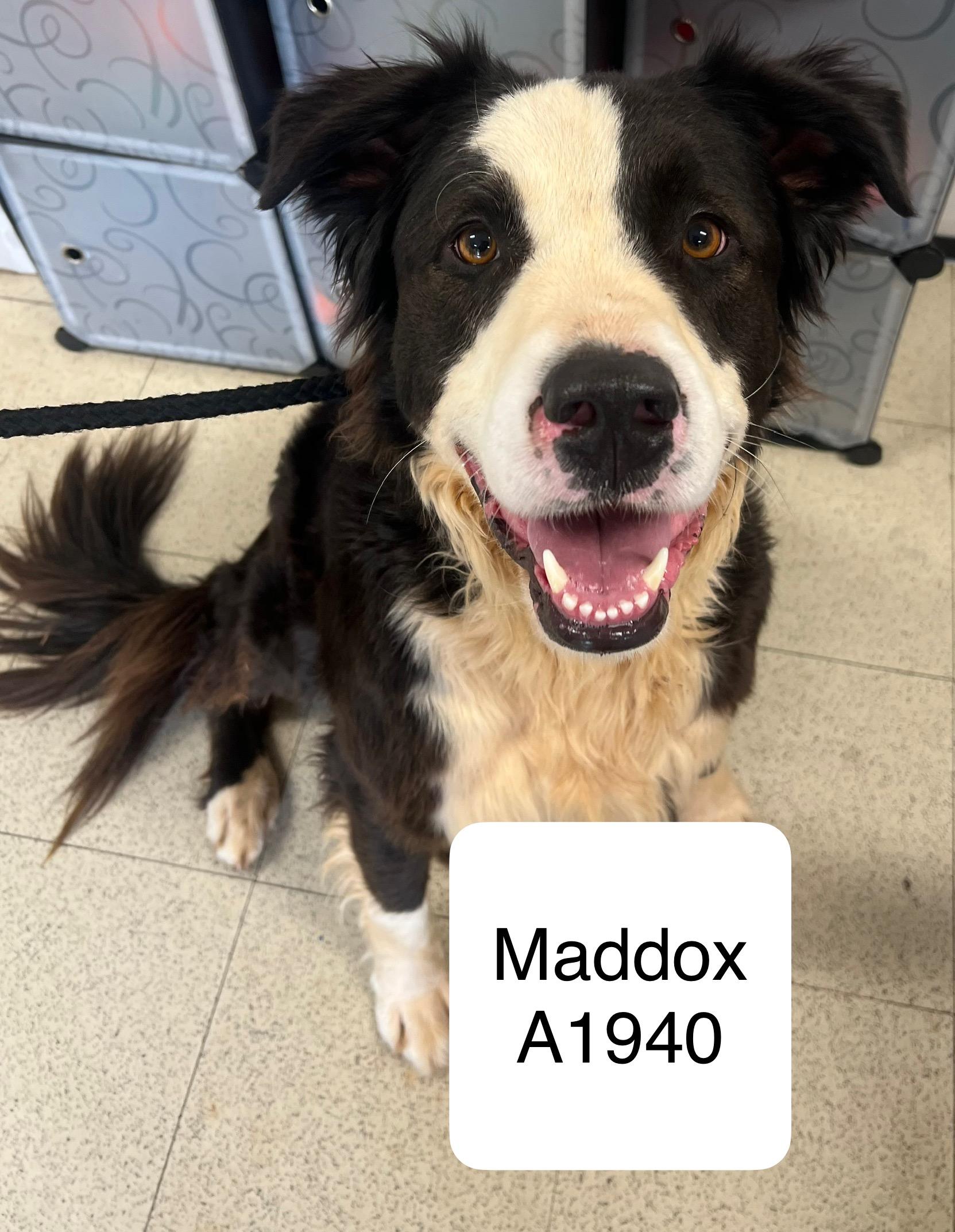 Maddox, Adoptable, Adult Male Australian Shepherd.