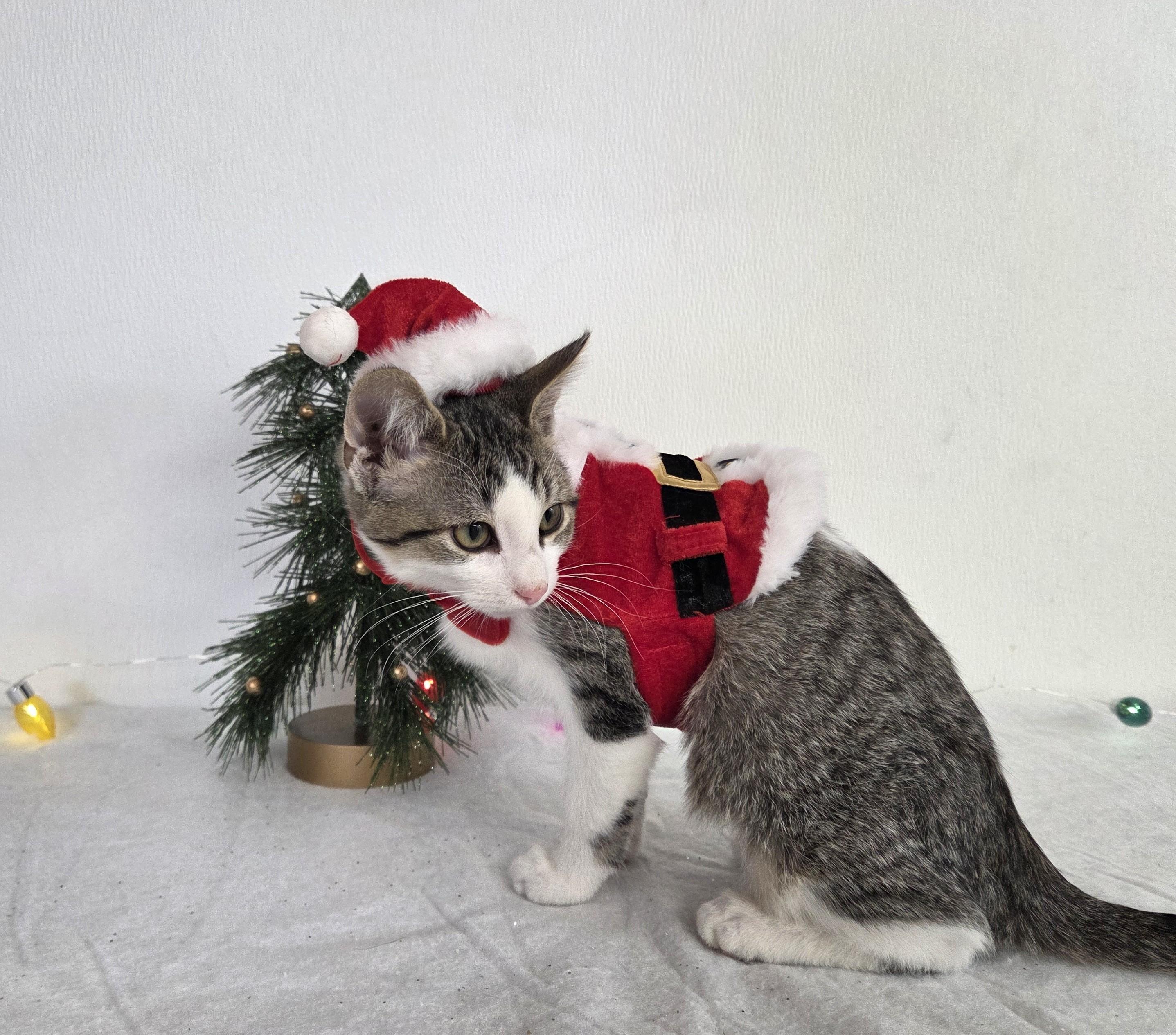 Enlarge Theodore, a Adoptable mixed breed in Carsonville, MI image 1/4