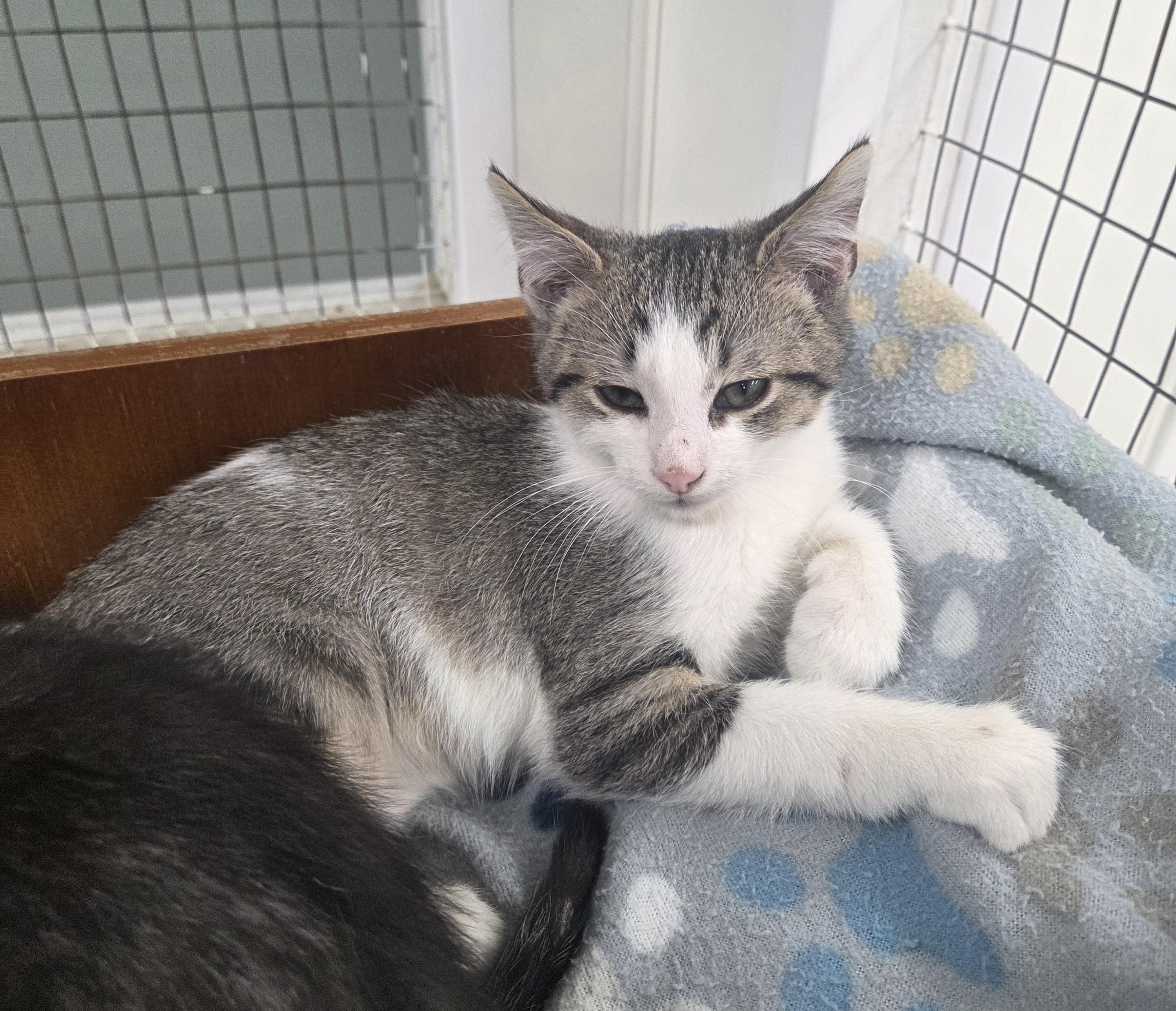 Enlarge Theodore, a Adoptable mixed breed in Carsonville, MI image 4/4