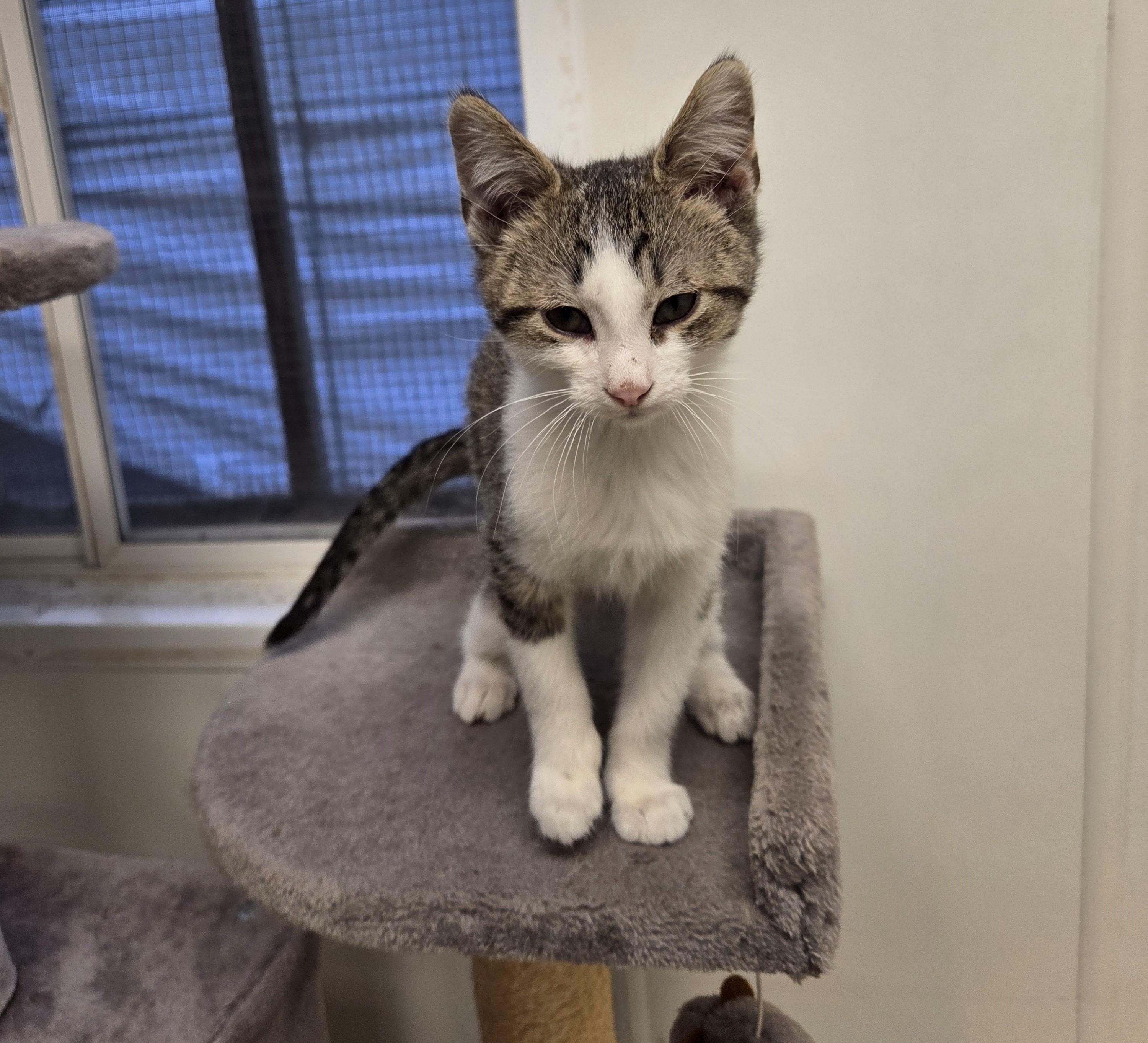 Enlarge Theodore, a Adoptable mixed breed in Carsonville, MI image 3/4