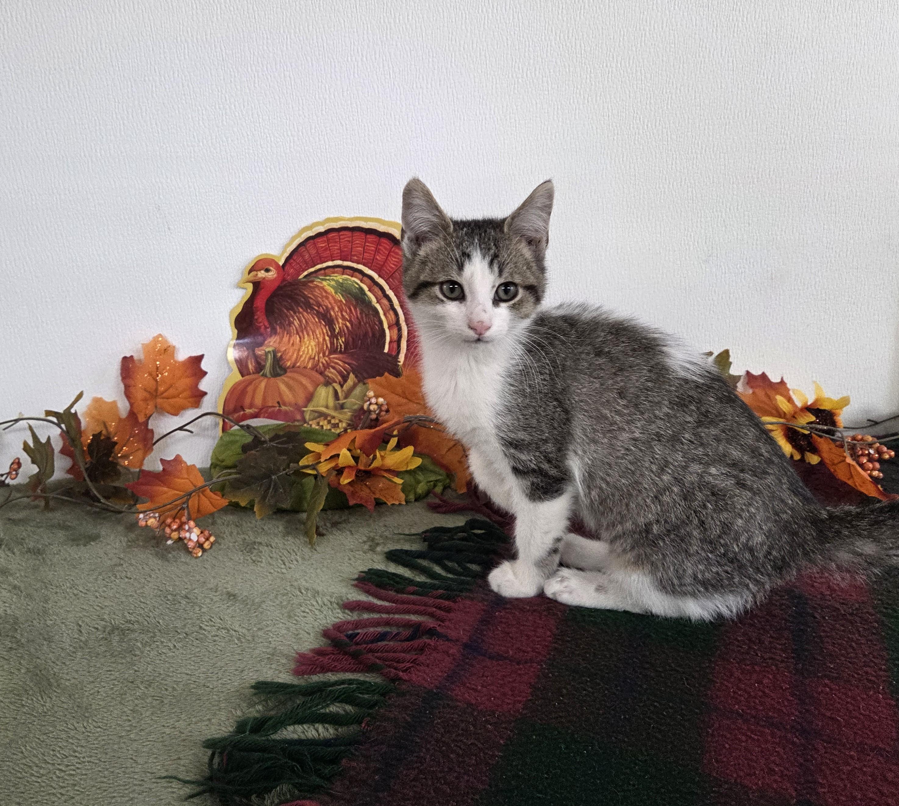 Theodore, Adoptable, Kitten Male Domestic Short Hair.