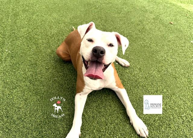 Enlarge KAHALEESI, a Adoptable American Staffordshire Terrier in Fort Lauderdale, FL image 1/1