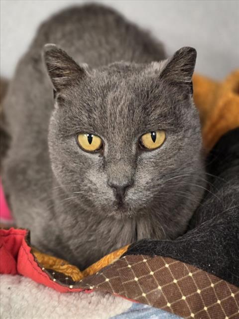 PICKLE, Adoptable, Senior Female Domestic Short Hair.