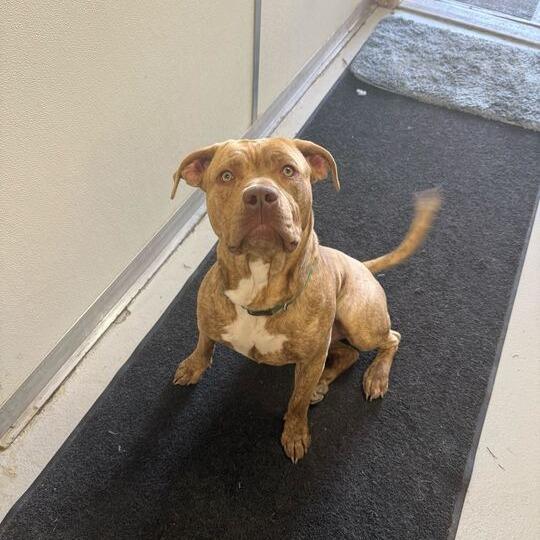 Enlarge Cache Man Red, a Adoptable Staffordshire Bull Terrier in Driggs, ID image 1/2