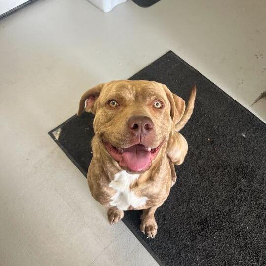 Enlarge Cache Man Red, a Adoptable Staffordshire Bull Terrier in Driggs, ID image 2/2