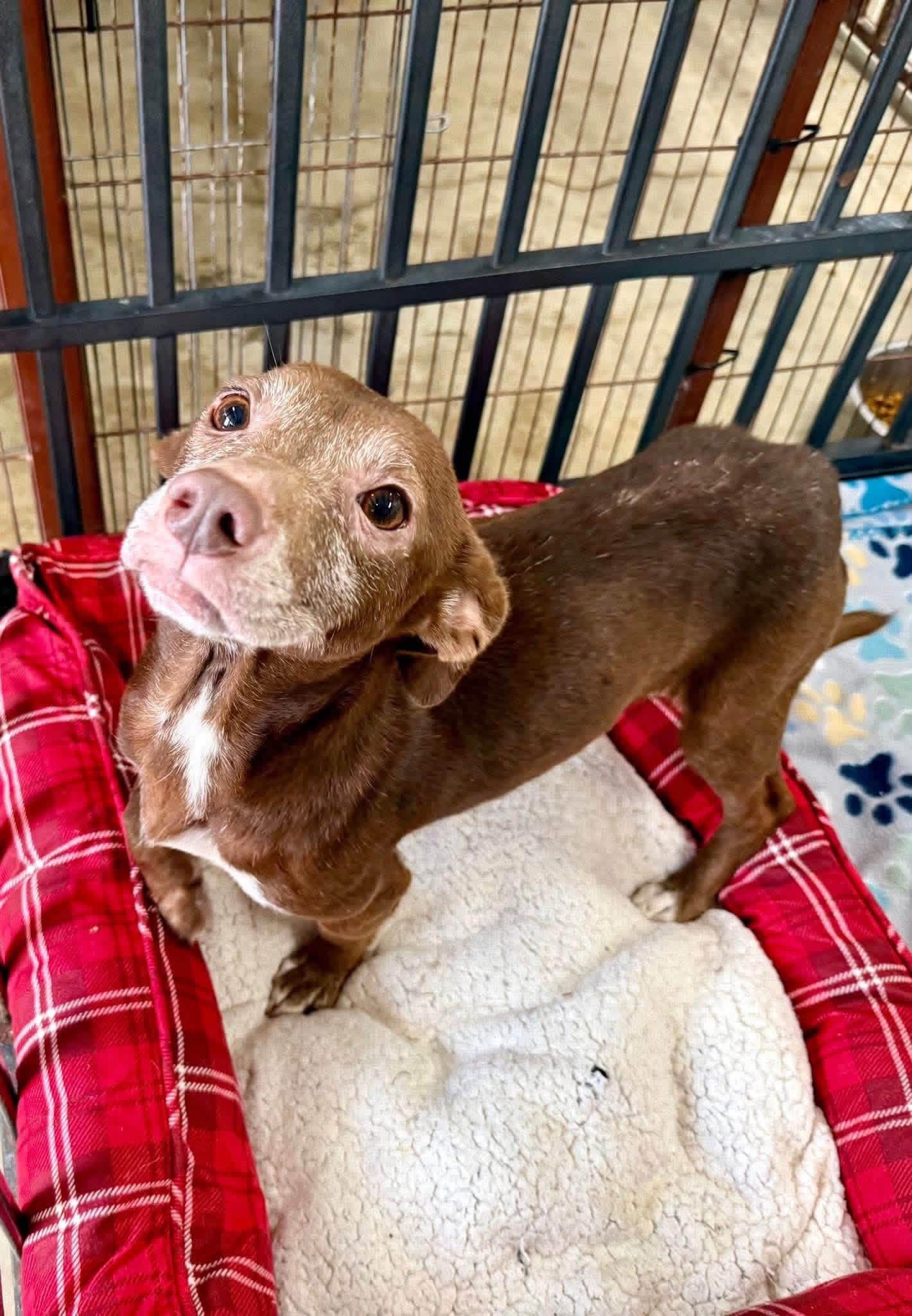 Enlarge Bonny, a Adopted mixed breed in Elkhorn, WI image 2/6
