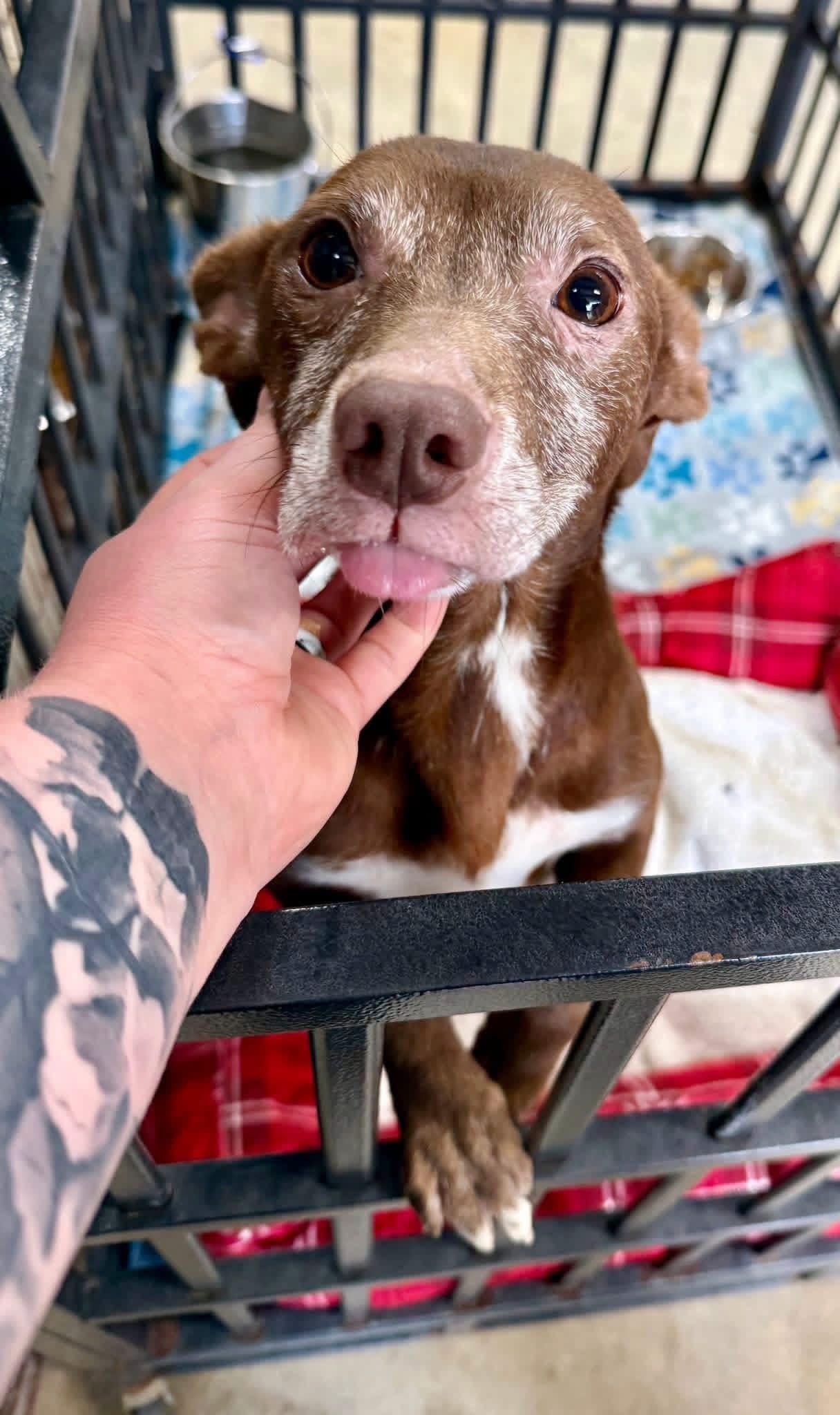 Bonny, Adopted, Senior Female Chihuahua.