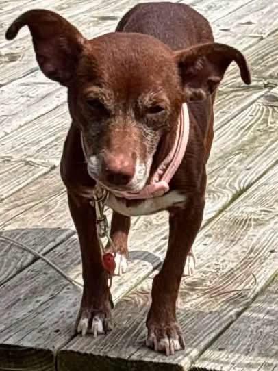 Enlarge Bonny, a Adopted mixed breed in Elkhorn, WI image 6/6