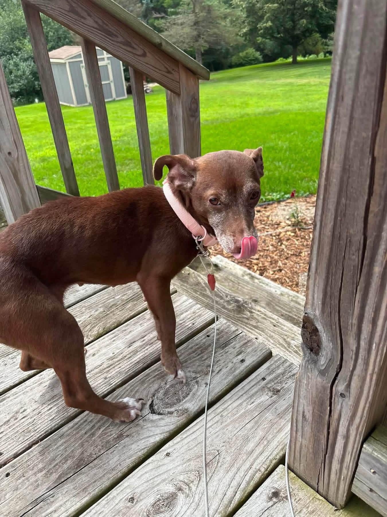 Enlarge Bonny, a Adopted mixed breed in Elkhorn, WI image 4/6