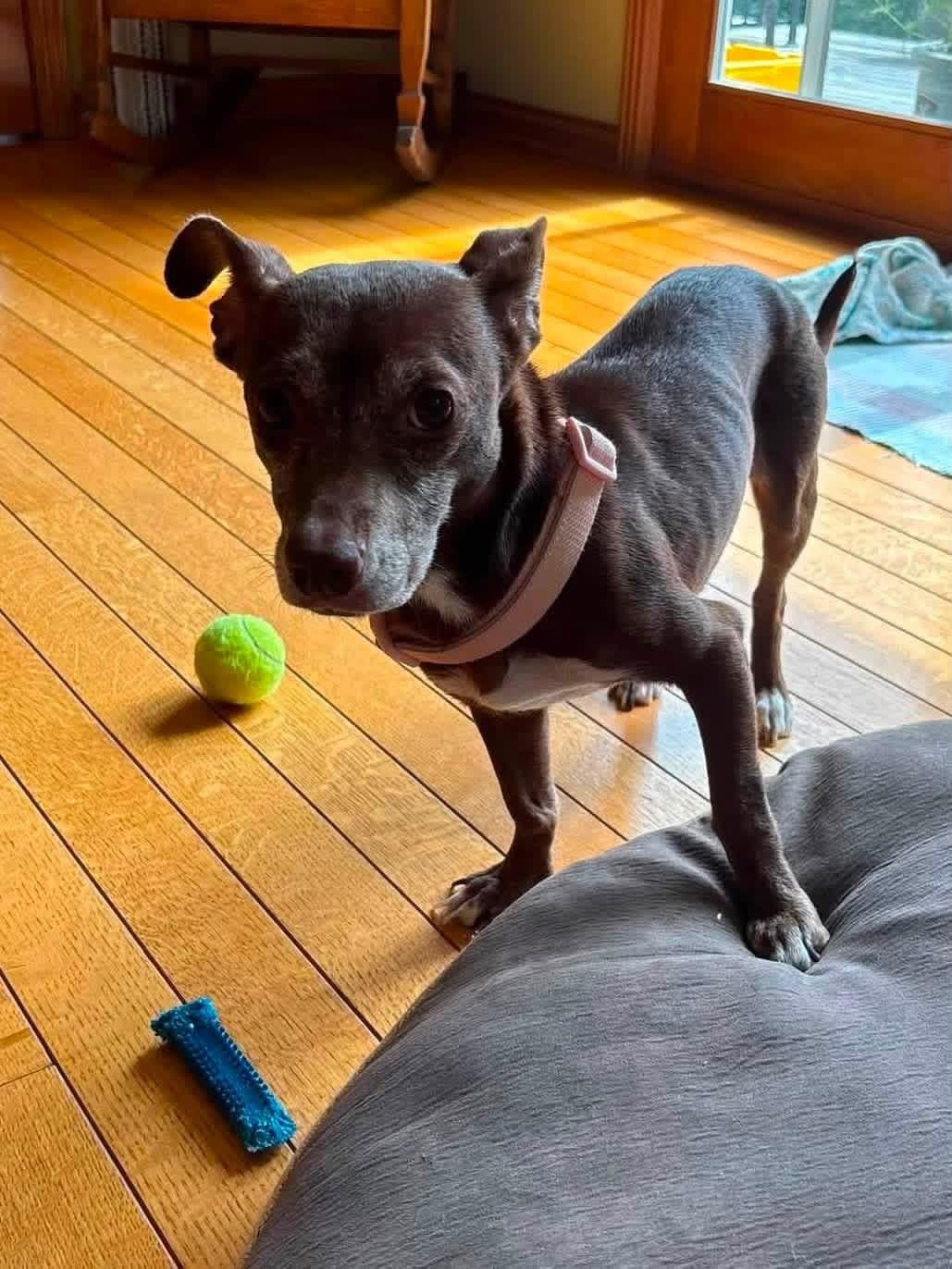 Enlarge Bonny, a Adopted mixed breed in Elkhorn, WI image 3/6