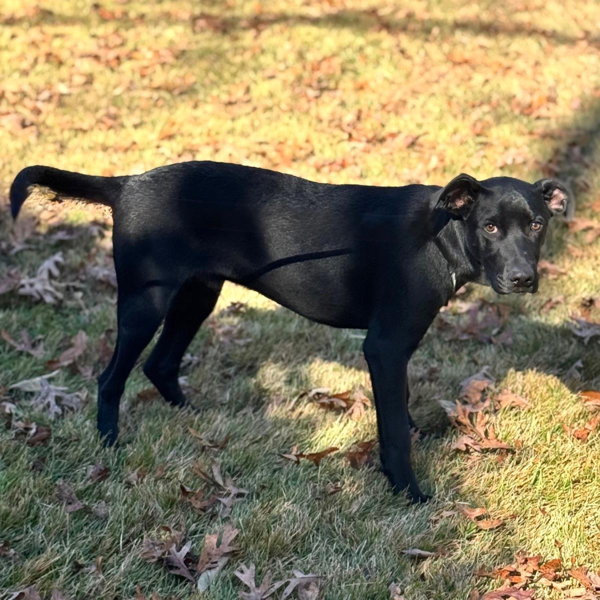 Enlarge Toby, a Adoptable mixed breed in Locust Fork, AL image 2/3