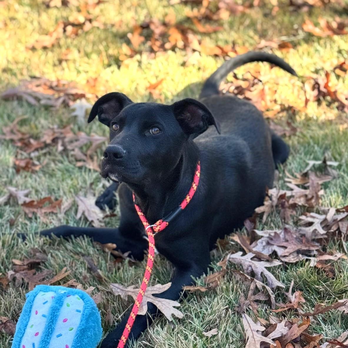 Enlarge Toby, a Adoptable mixed breed in Locust Fork, AL image 3/3