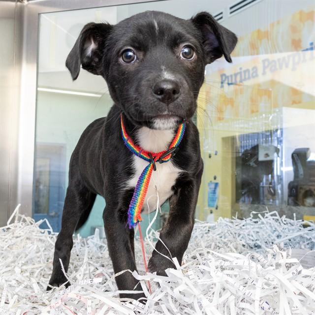 COOKIE, Adoptable, Puppy Female Labrador Retriever & Mixed Breed.